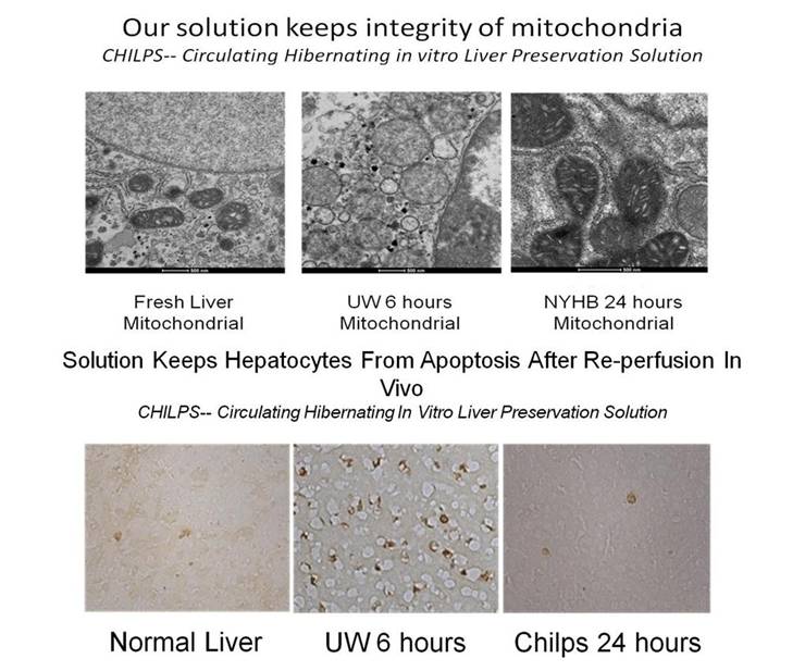Reduced cellular apoptosis